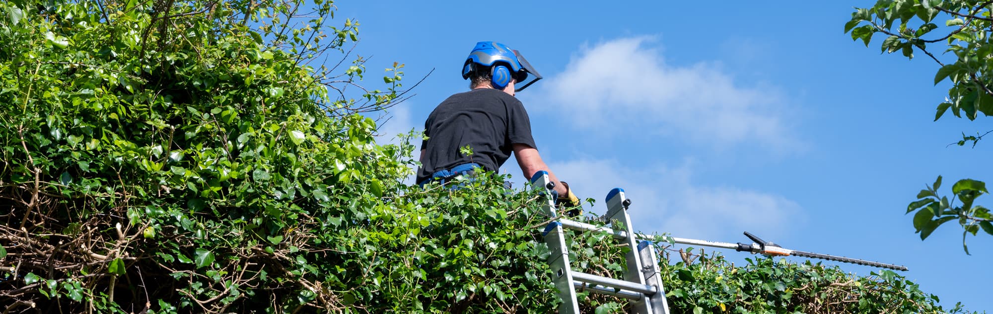 Tonte, taille de haies, elagage